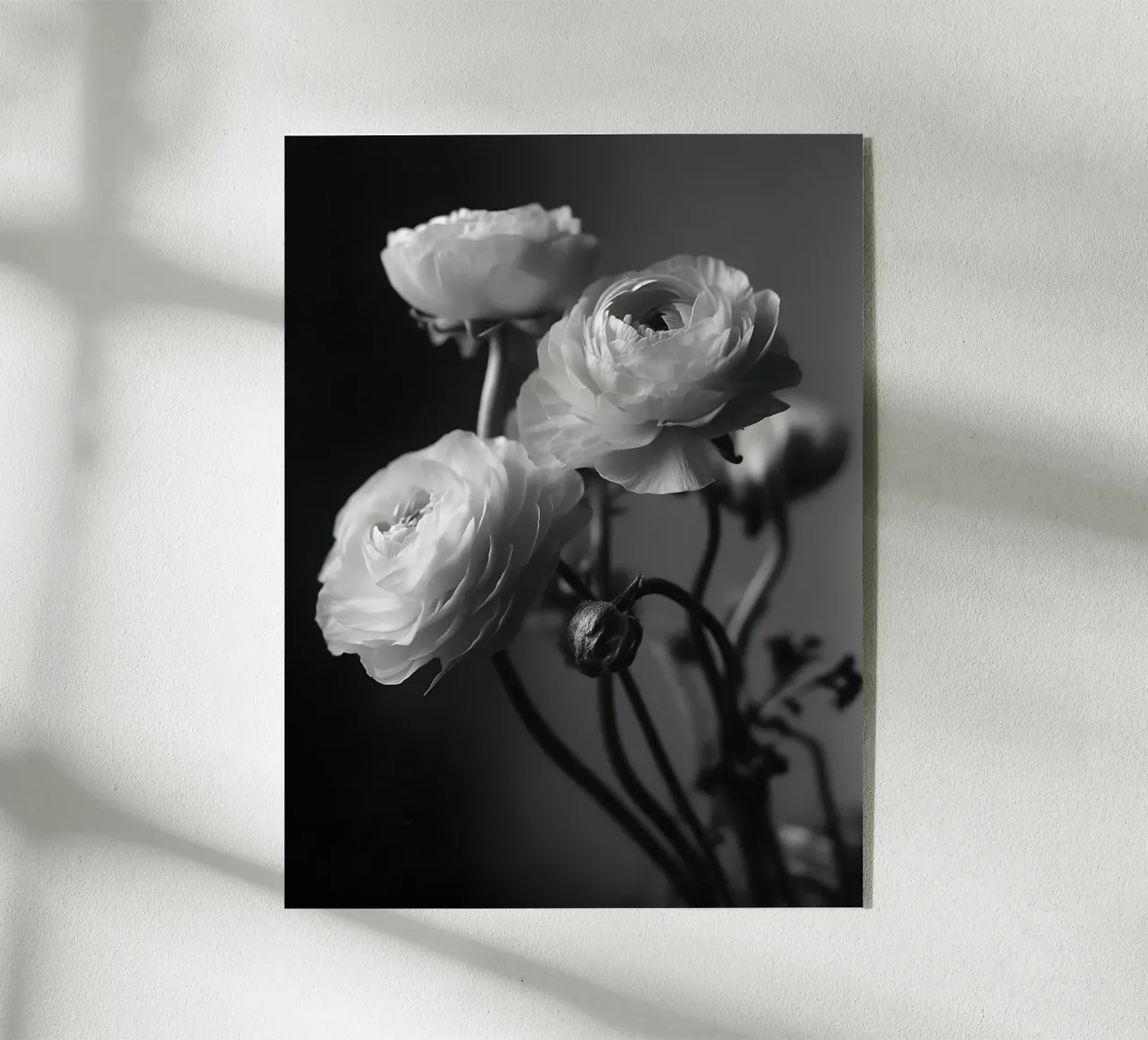 The Ranunculus plexiglass da Mononoir