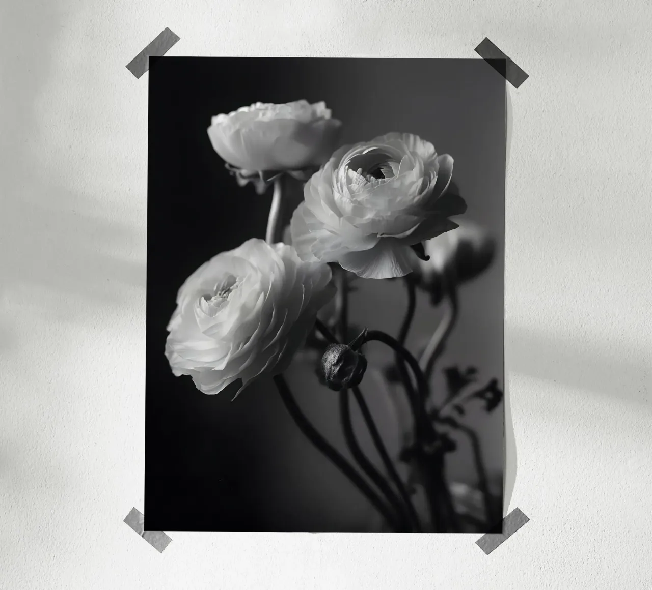 The Ranunculus poster da Mononoir