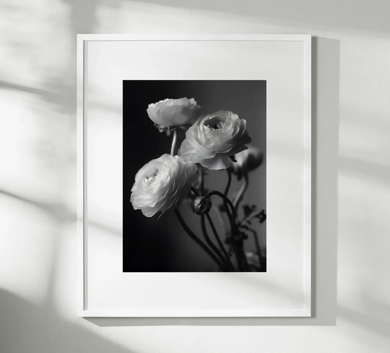 The Ranunculus poster da Mononoir