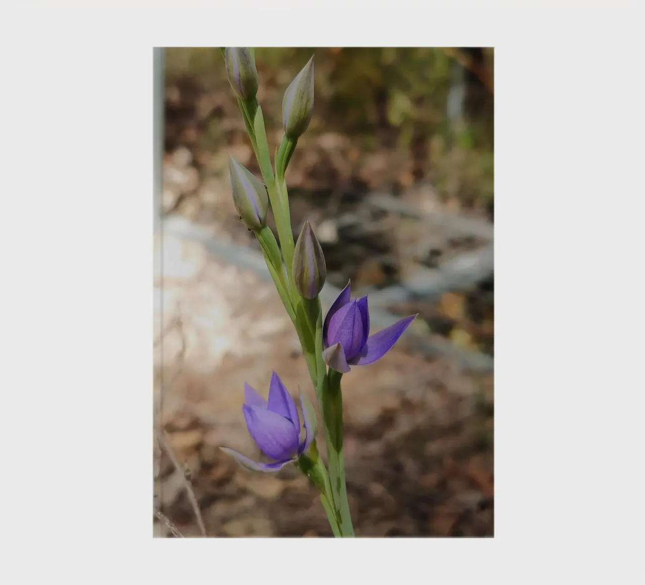 Closeup of a purple Thelymitra, the Native Orchid of Austral notebook by byrieneke