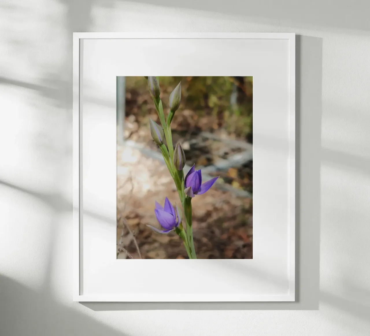 Closeup of a purple Thelymitra, the Native Orchid of Austral poster with wooden frame by byrieneke