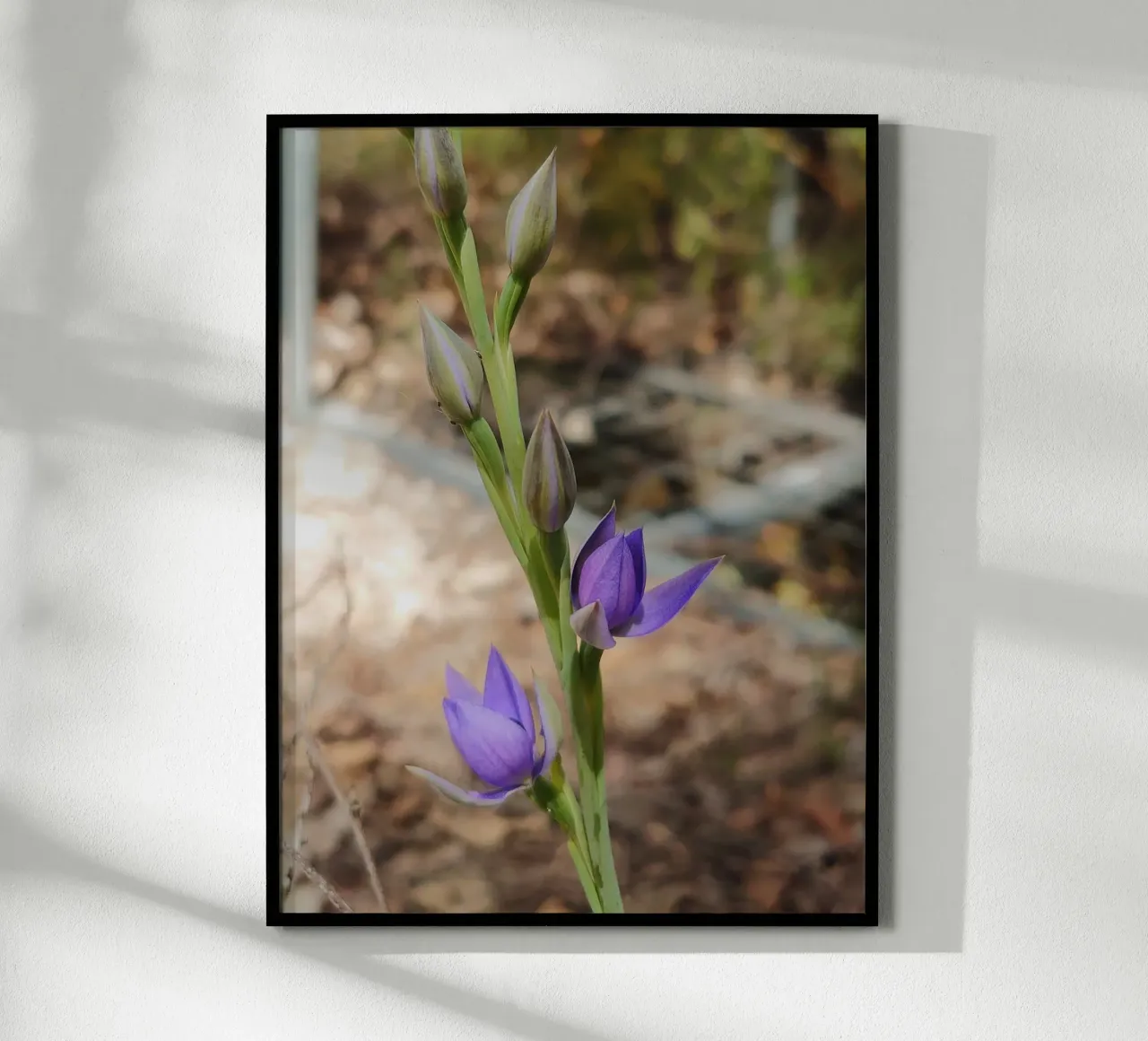 Closeup of a purple Thelymitra, the Native Orchid of Austral poster with wooden frame by byrieneke