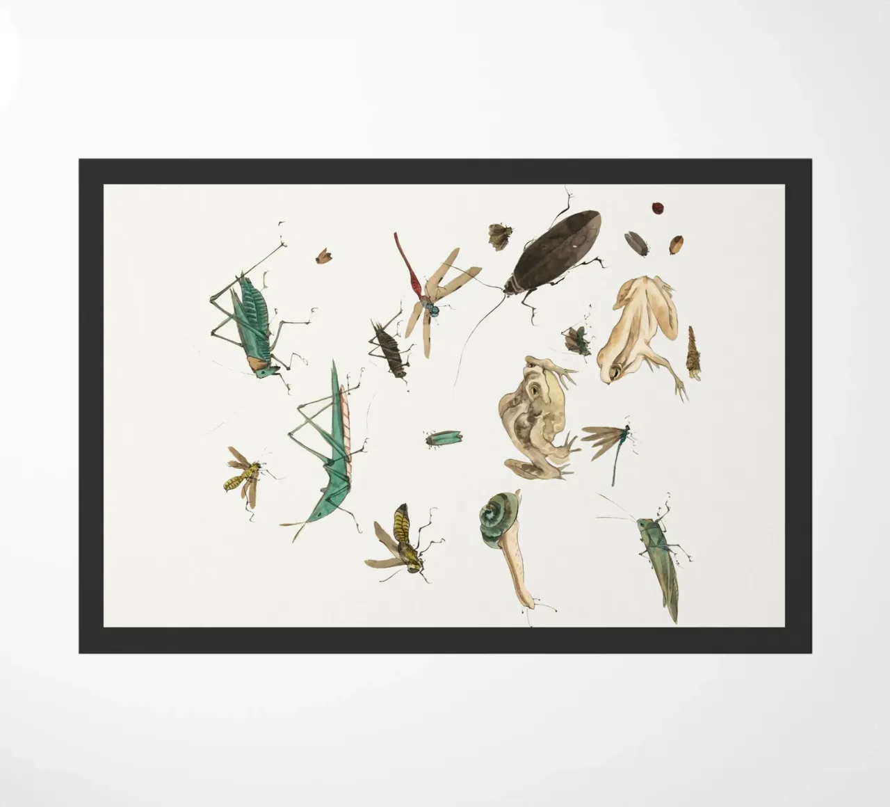 Insects frogs and a snail zerbino da Nadjaa
