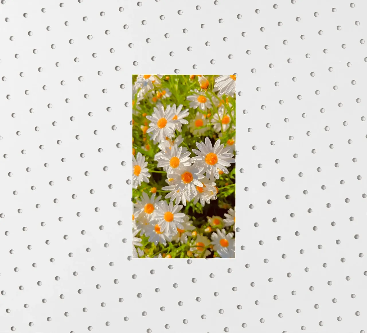 Sparkling Daisy Field sticker by luxi&lace