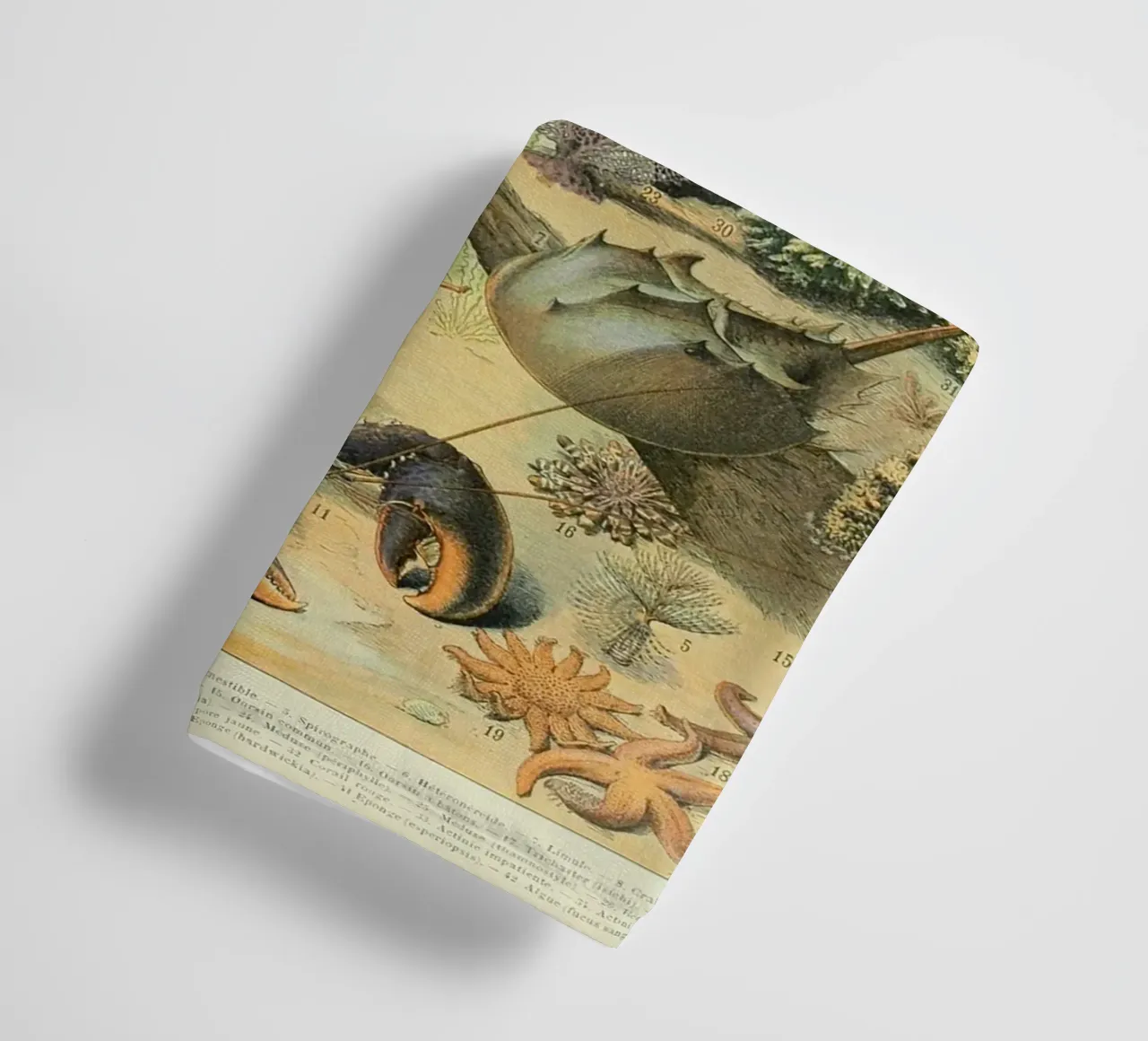 aragosta medusa alghe corallo alghe marine asciugamano da bagno da Graham Robertson