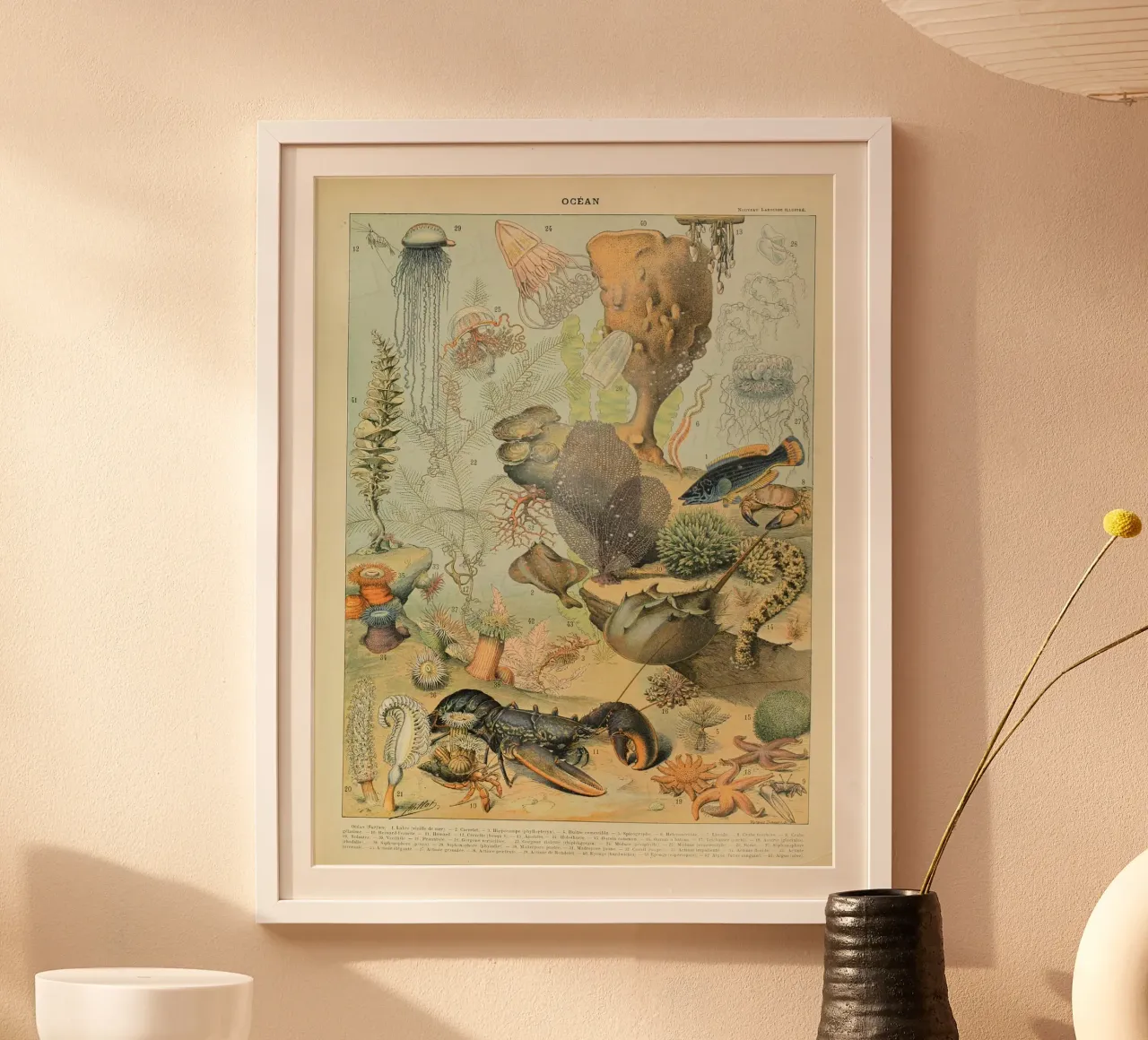 aragosta medusa alghe corallo alghe marine carta hahnemühle da Graham Robertson
