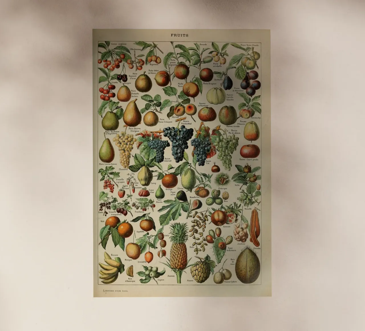 mele pere uva limoni frutta pellicola backlit da Graham Robertson