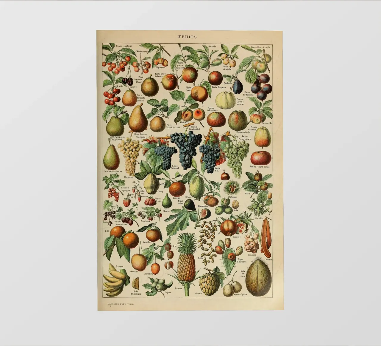 mele pere uva limoni frutta pellicola backlit da Graham Robertson