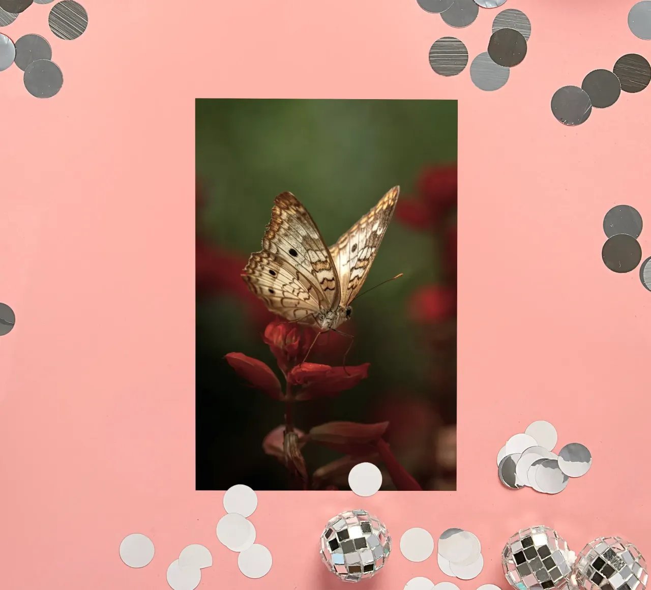 butterfly insect sticker by Earthly Visions