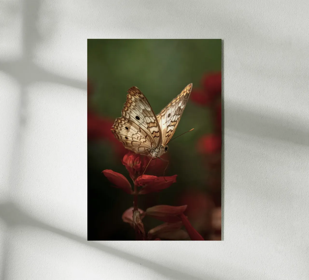 farfalla insetto plexiglass da Earthly Visions