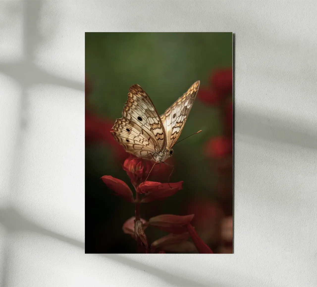 farfalla insetto alluminio dibond da Earthly Visions