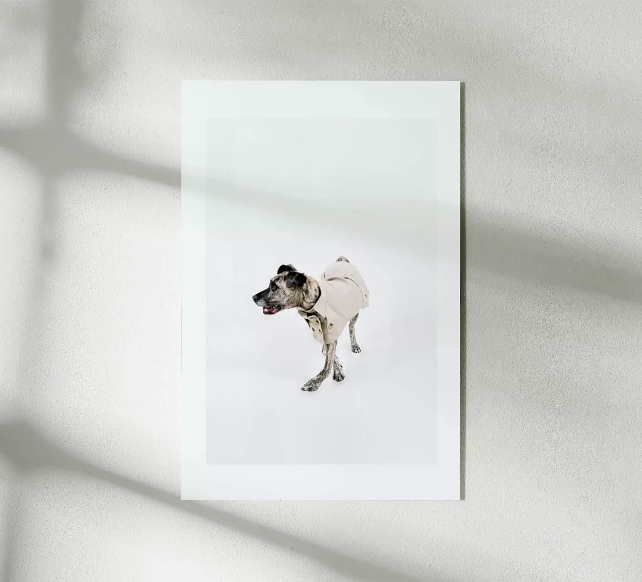 The Tailwaggers 3-2 plexiglass da Paul Aidan Perry