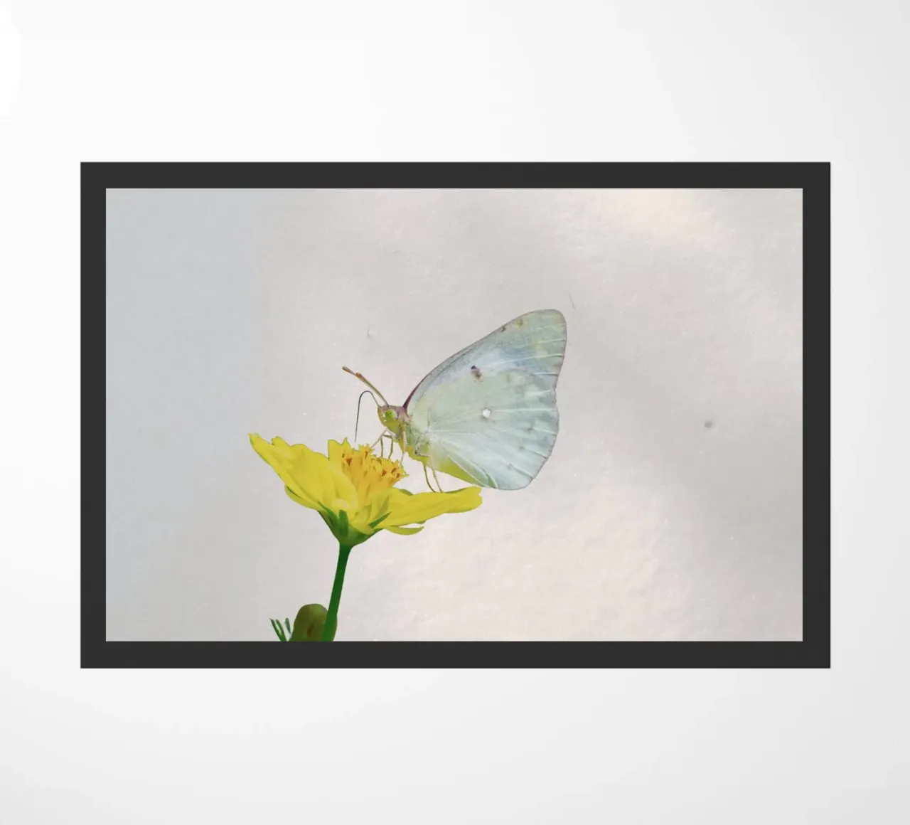 sunlight wing zerbino da Creaton