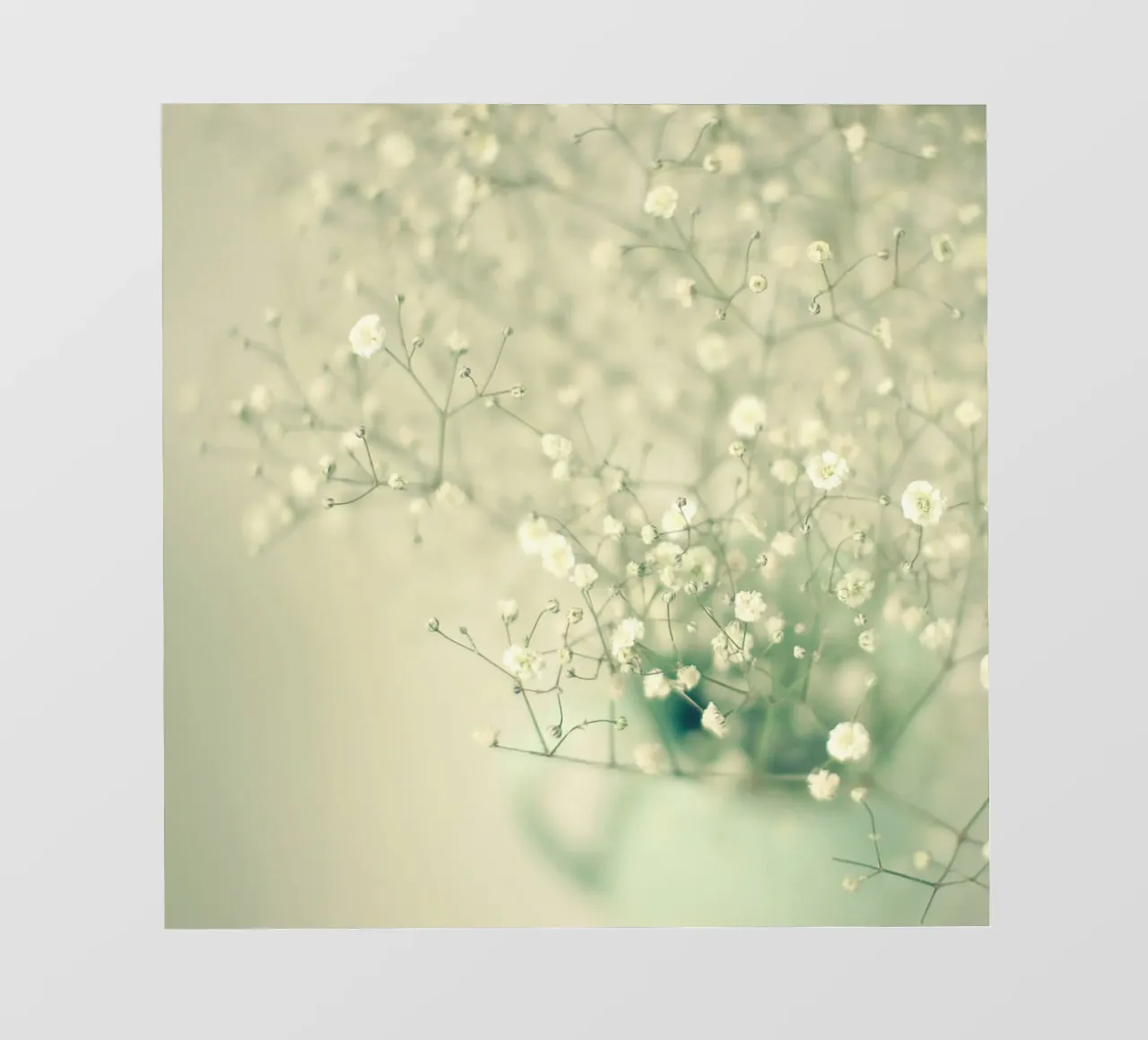 Delicato pellicola backlit da Cassia Beck Photography