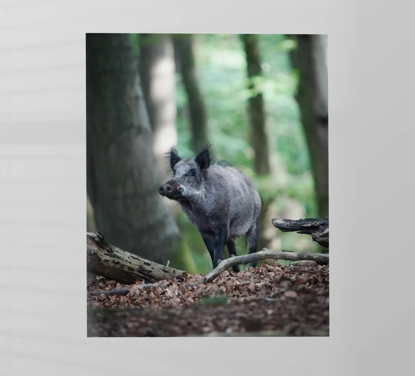 Wild Boar pellicola backlit da Tom's Wildlife
