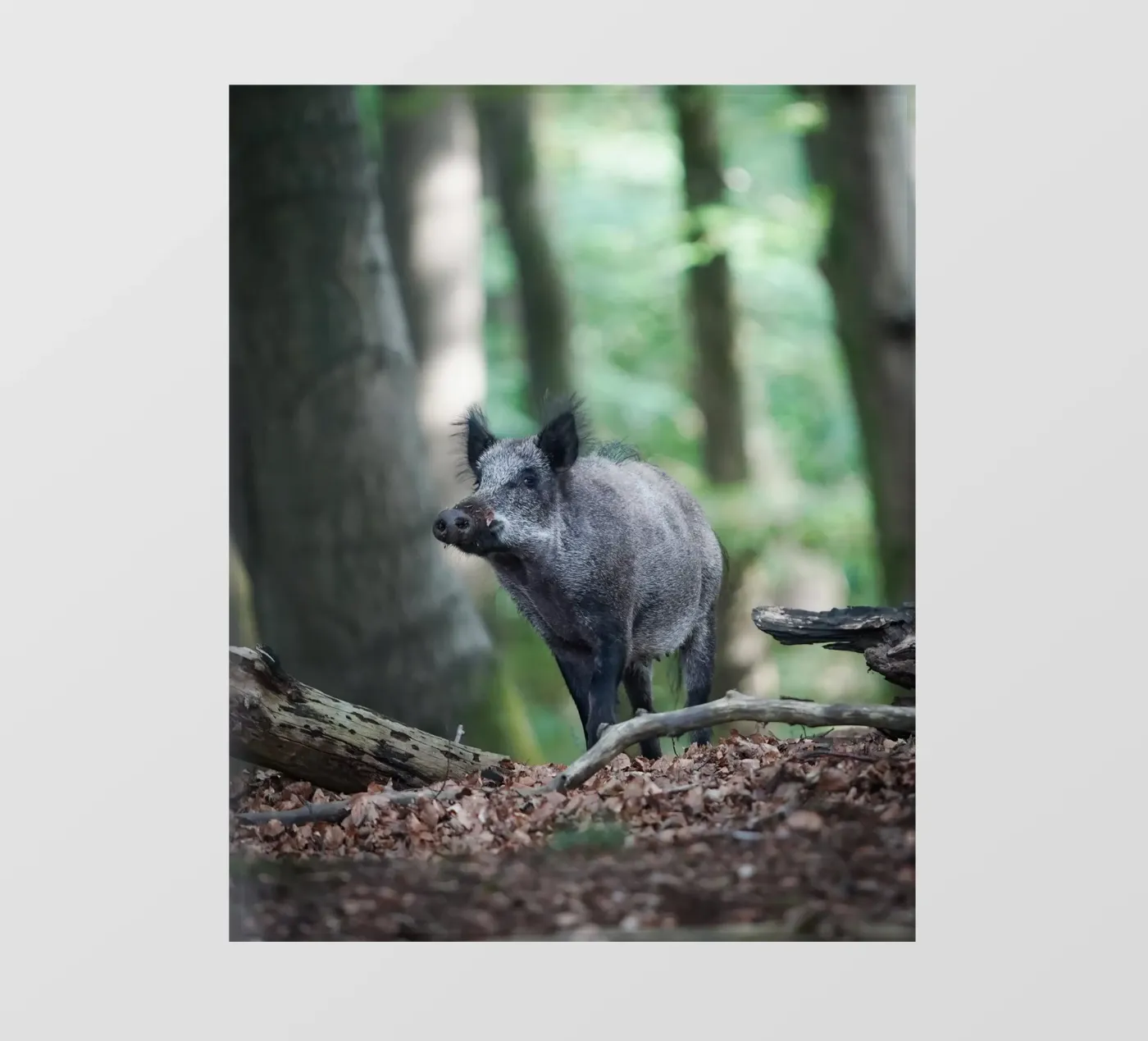 Wild Boar pellicola backlit da Tom's Wildlife