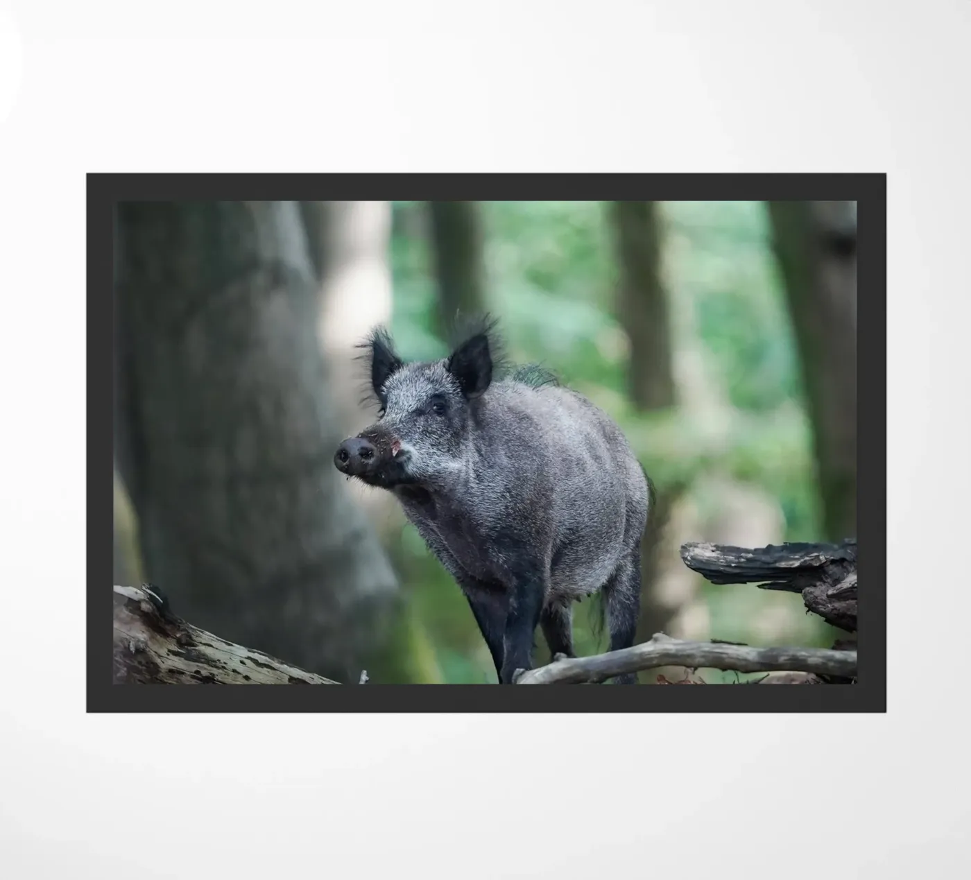 Wild Boar Fußmatte von Tom's Wildlife