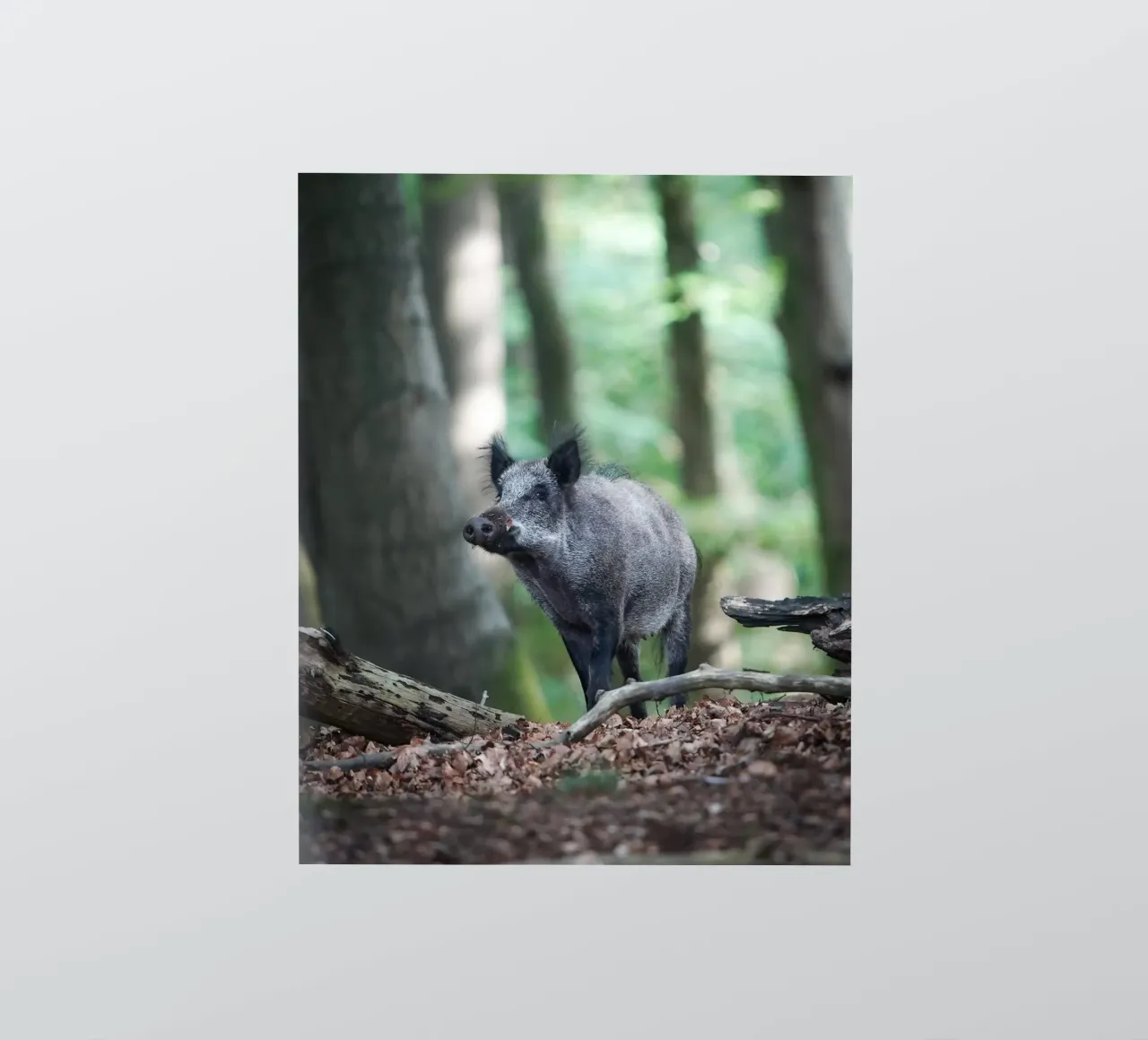 Wild Boar sticker by Tom's Wildlife