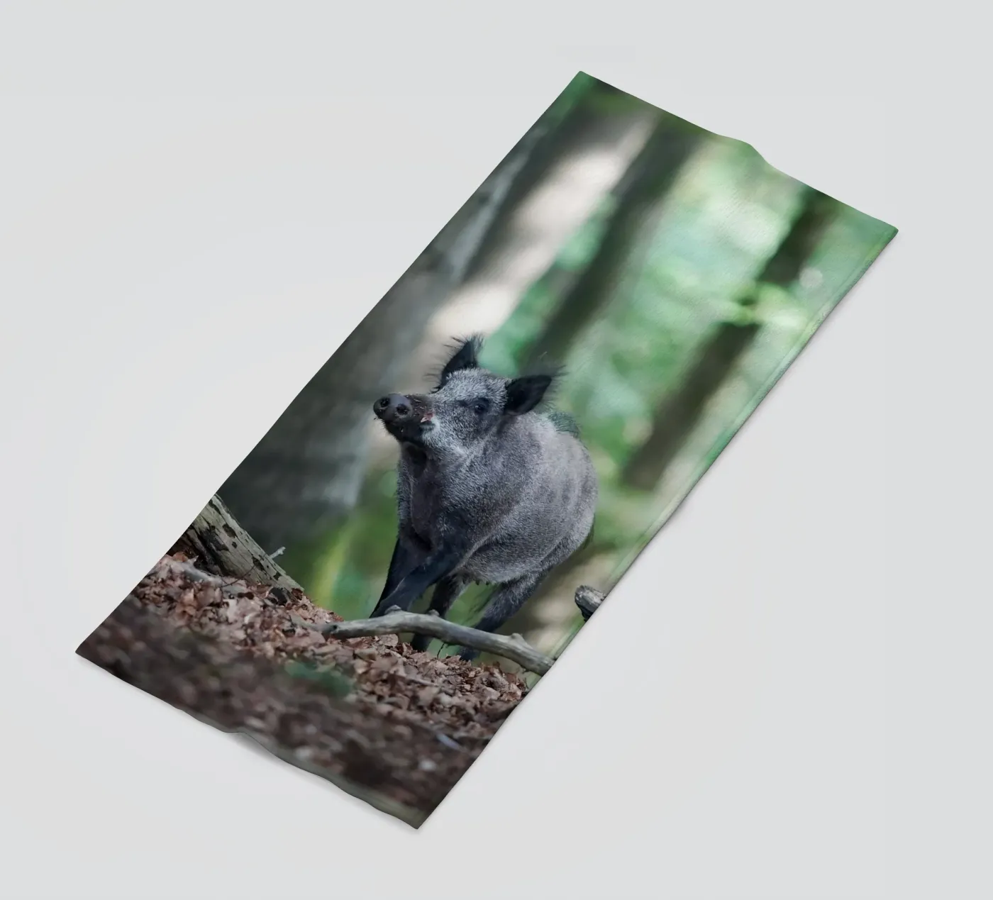 Wild Boar telo mare da Tom's Wildlife