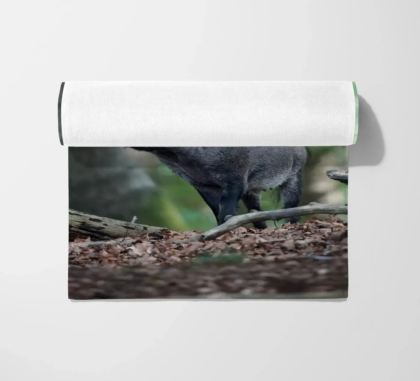 Wild Boar telo mare da Tom's Wildlife