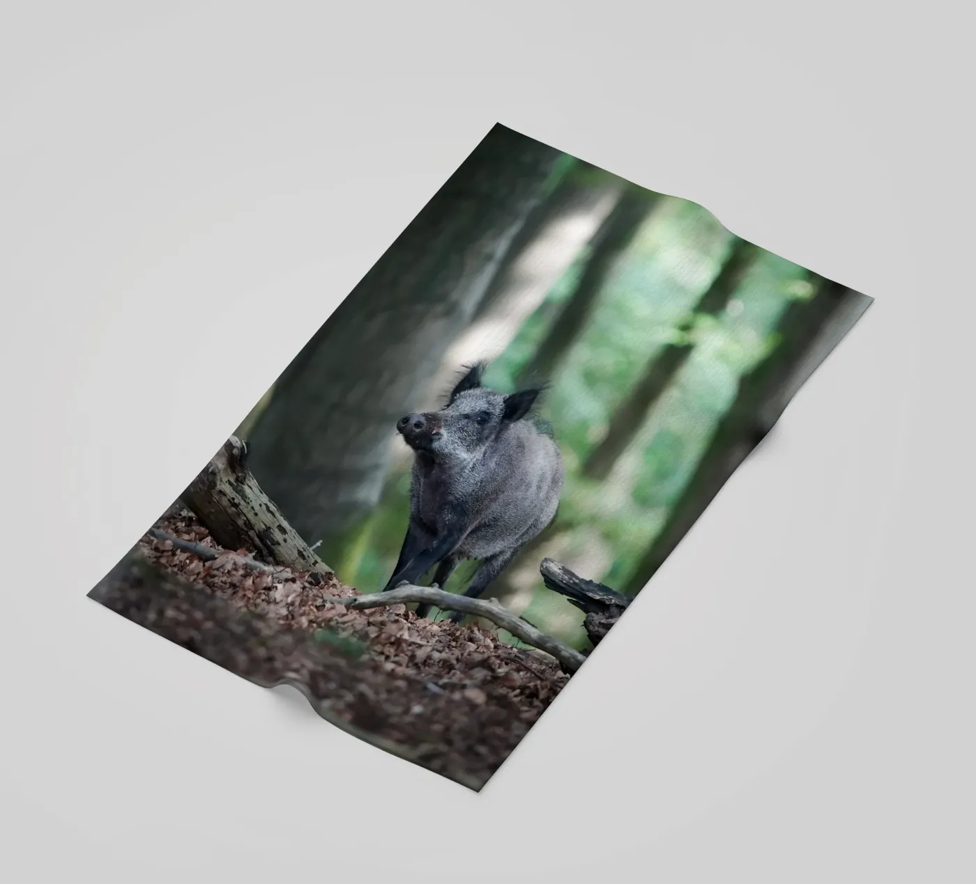 Wild Boar telo mare da Tom's Wildlife