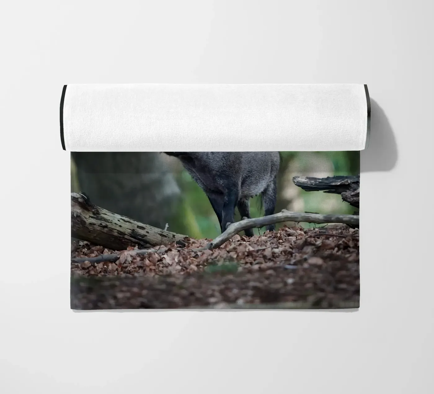 Wild Boar telo mare da Tom's Wildlife