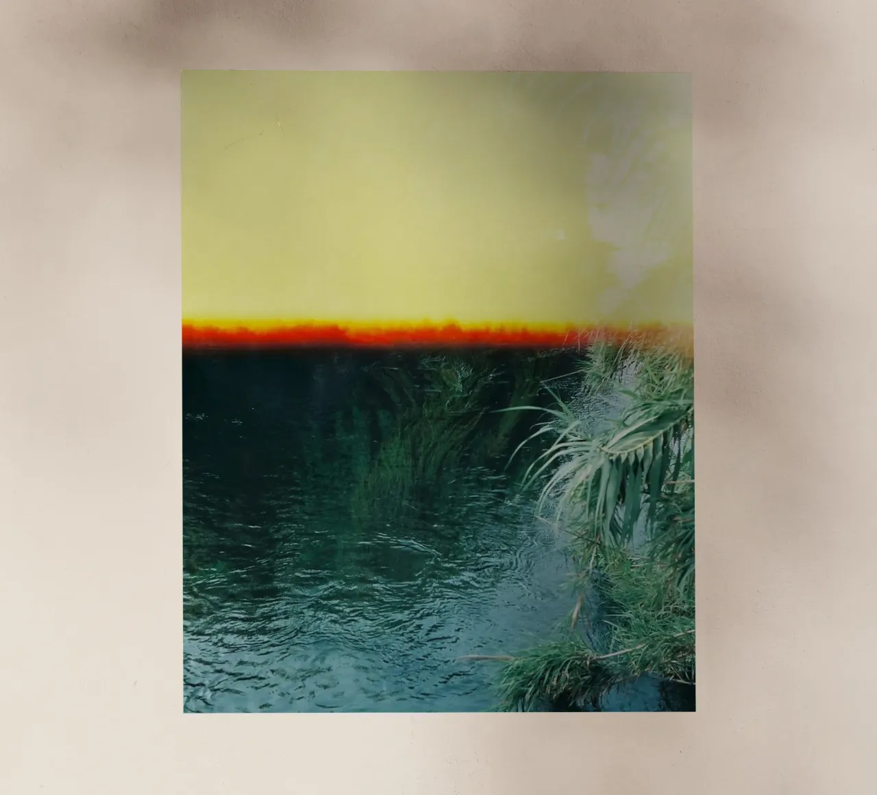 serene tree pellicola backlit da twillight