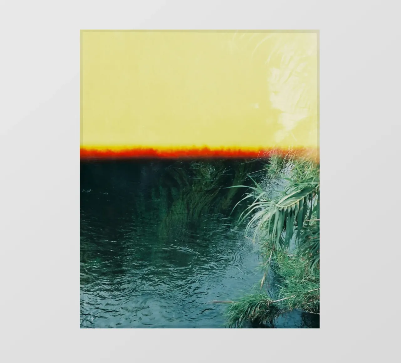 serene tree pellicola backlit da twillight