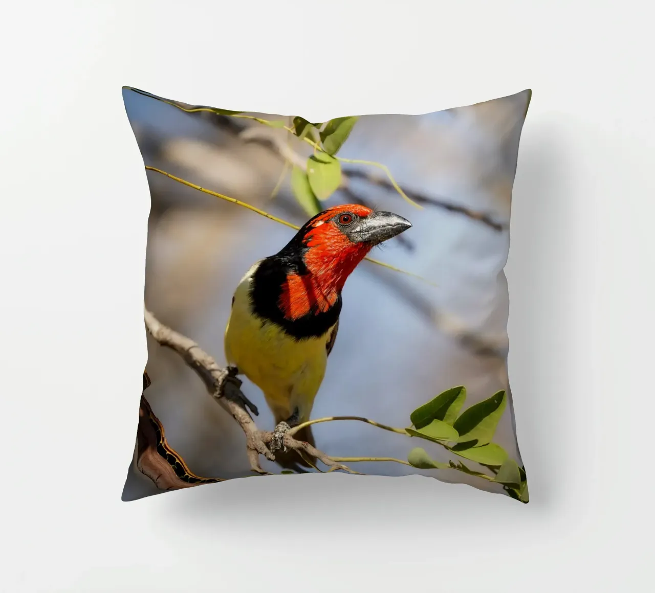 Barbetto nero colorato cuscino da Tom's Wildlife