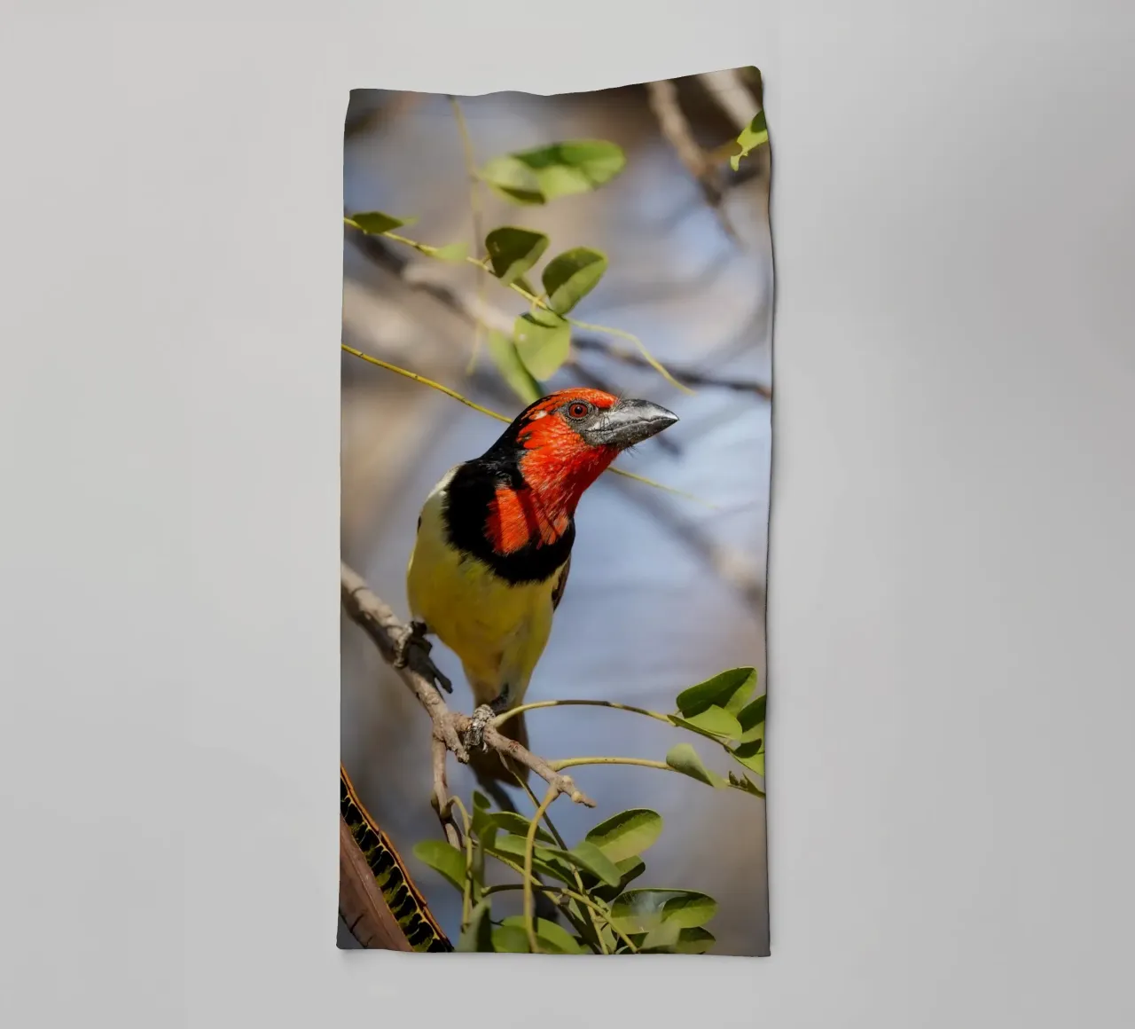 Barbetto nero colorato asciugamano da bagno da Tom's Wildlife