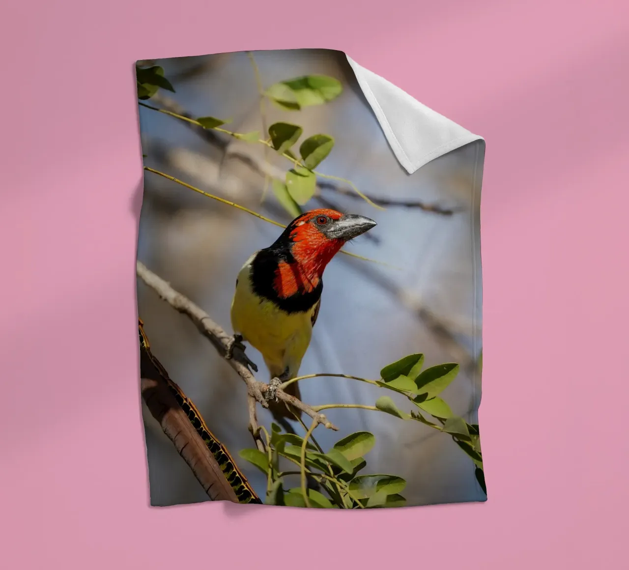 Barbetto nero colorato coperta in pile da Tom's Wildlife