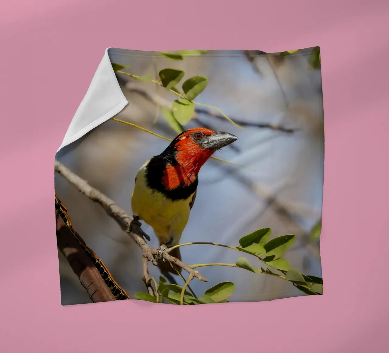Barbetto nero colorato coperta in pile da Tom's Wildlife