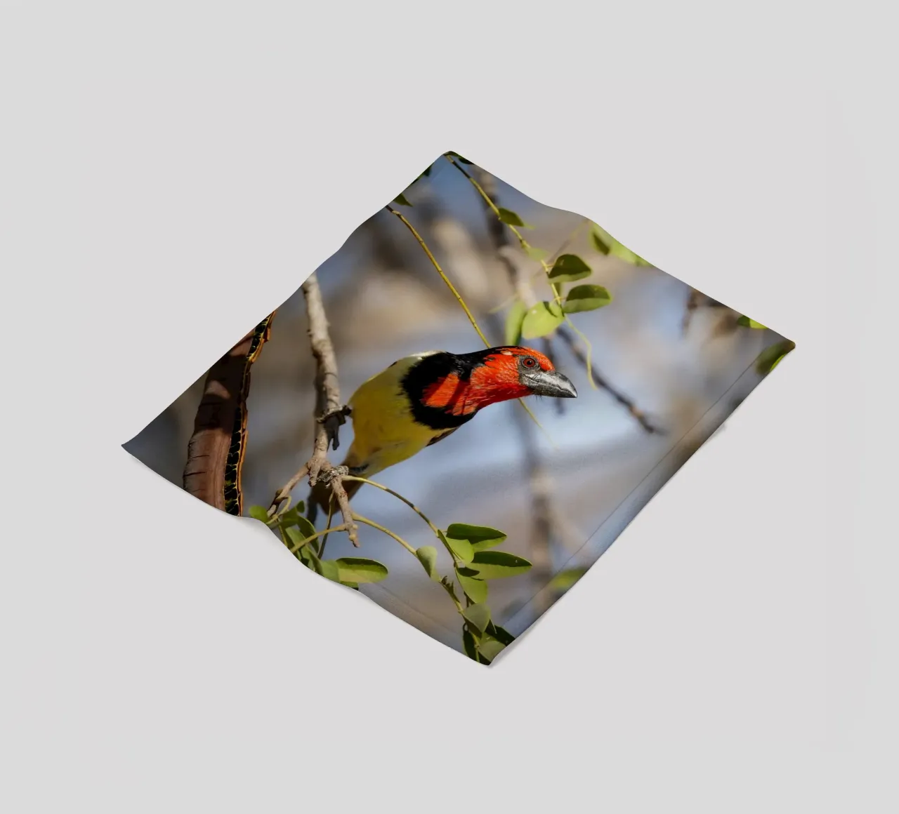 Barbetto nero colorato coperta in pile da Tom's Wildlife
