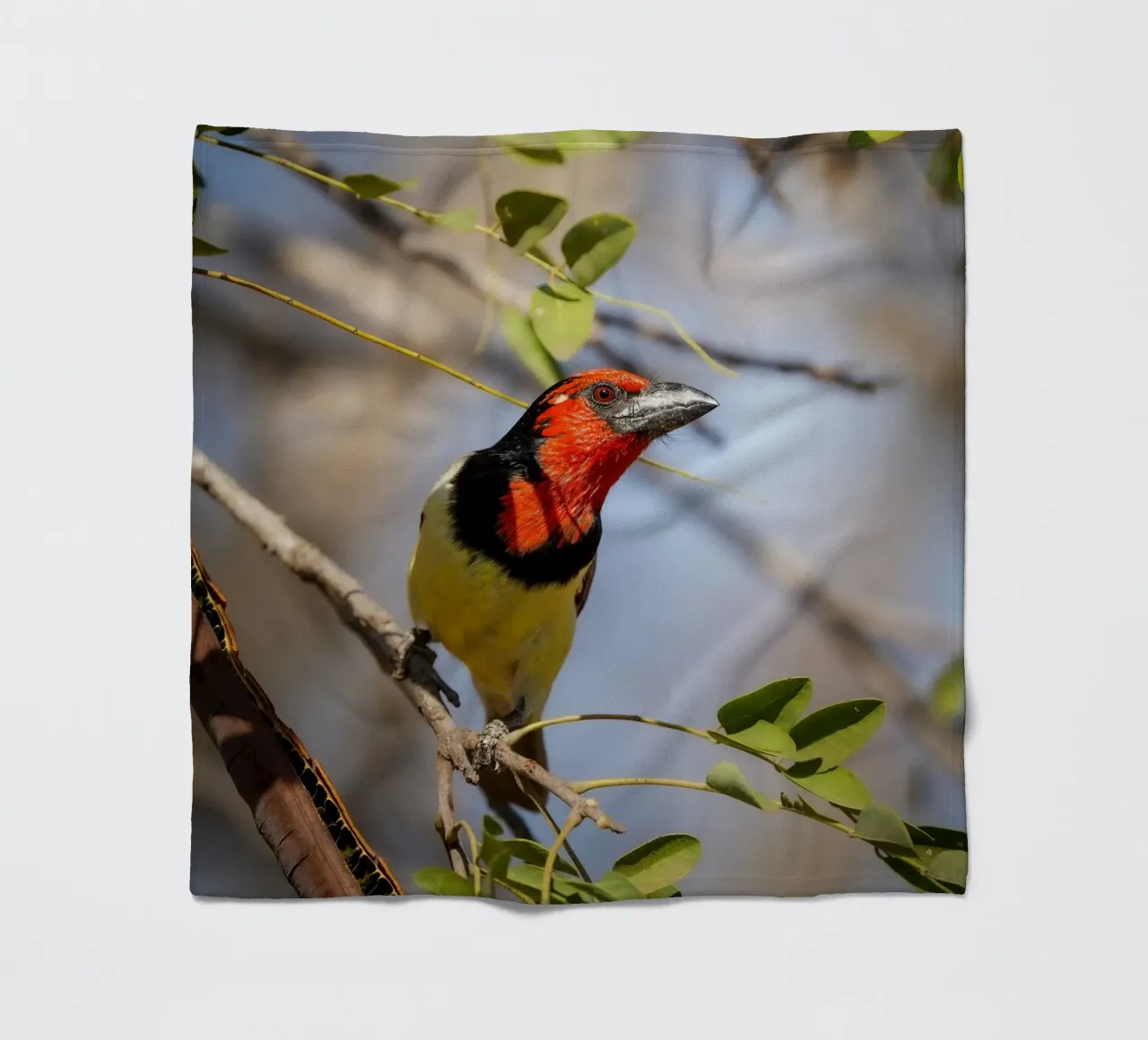 Barbetto nero colorato coperta in pile da Tom's Wildlife