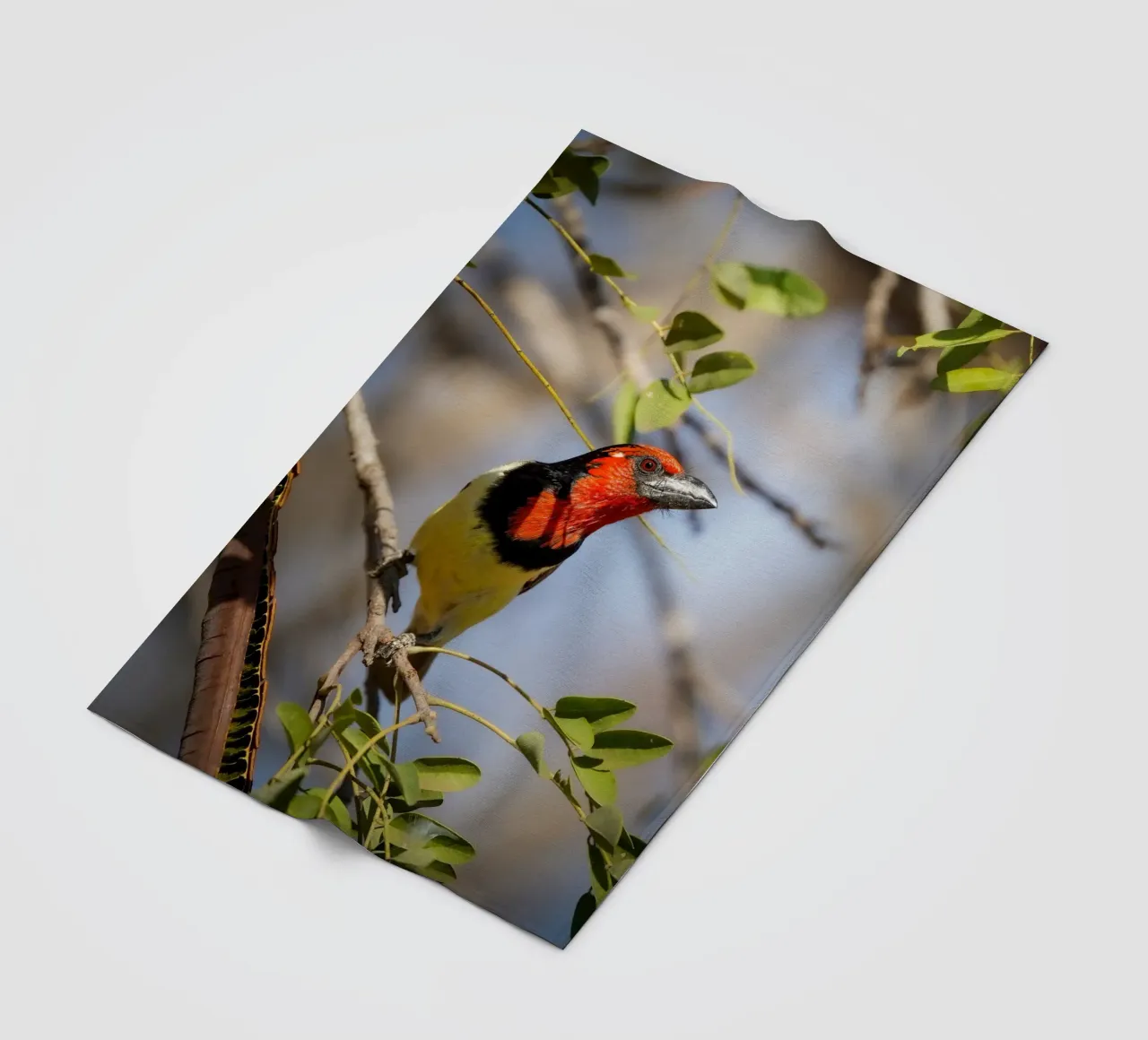 Barbetto nero colorato coperta in pile da Tom's Wildlife
