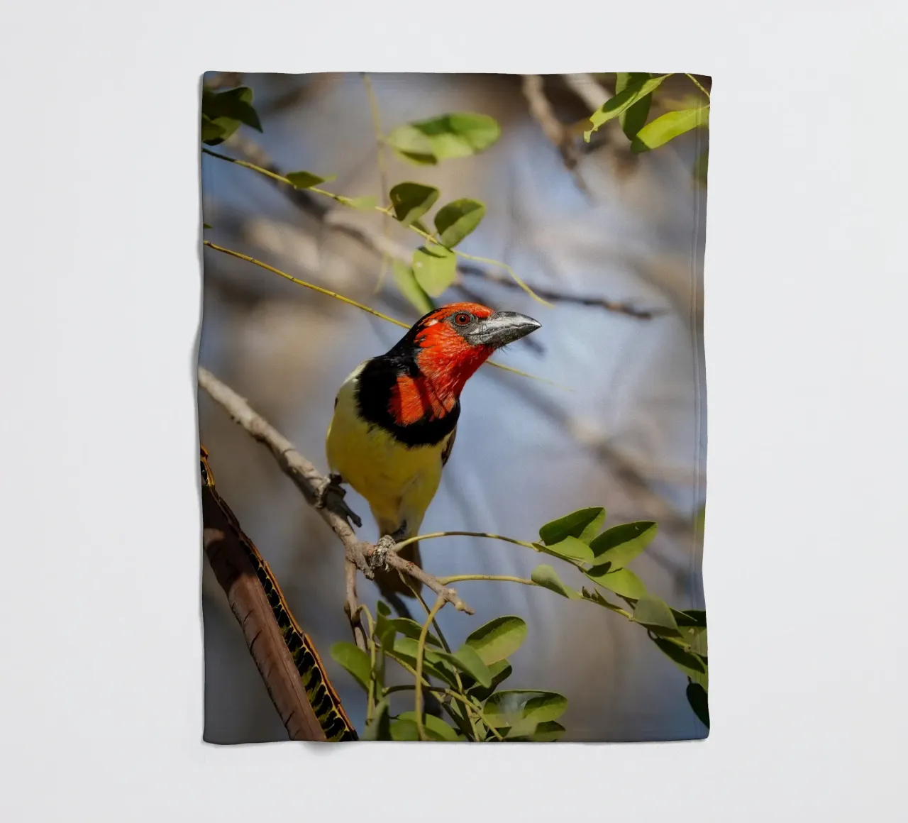 Barbetto nero colorato coperta in pile da Tom's Wildlife