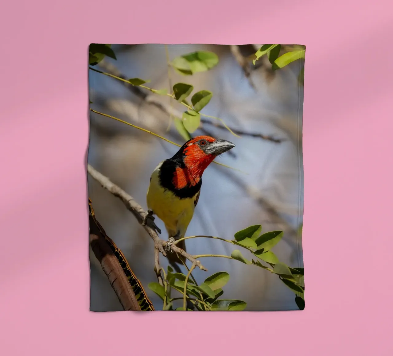 Barbetto nero colorato coperta in pile da Tom's Wildlife