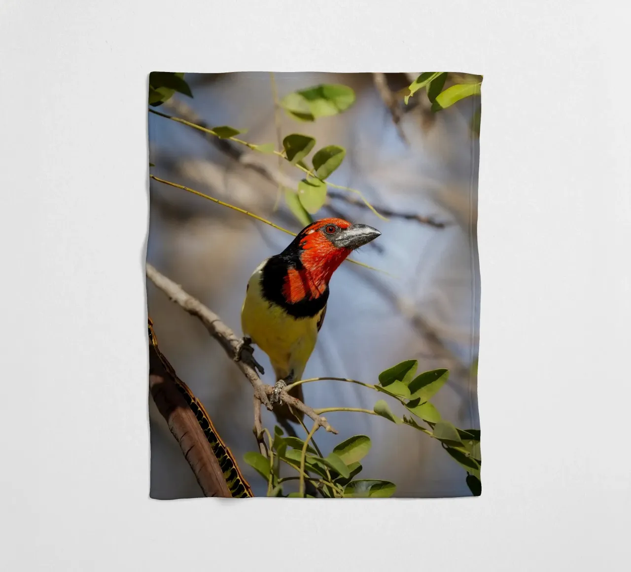 Barbetto nero colorato coperta in pile da Tom's Wildlife