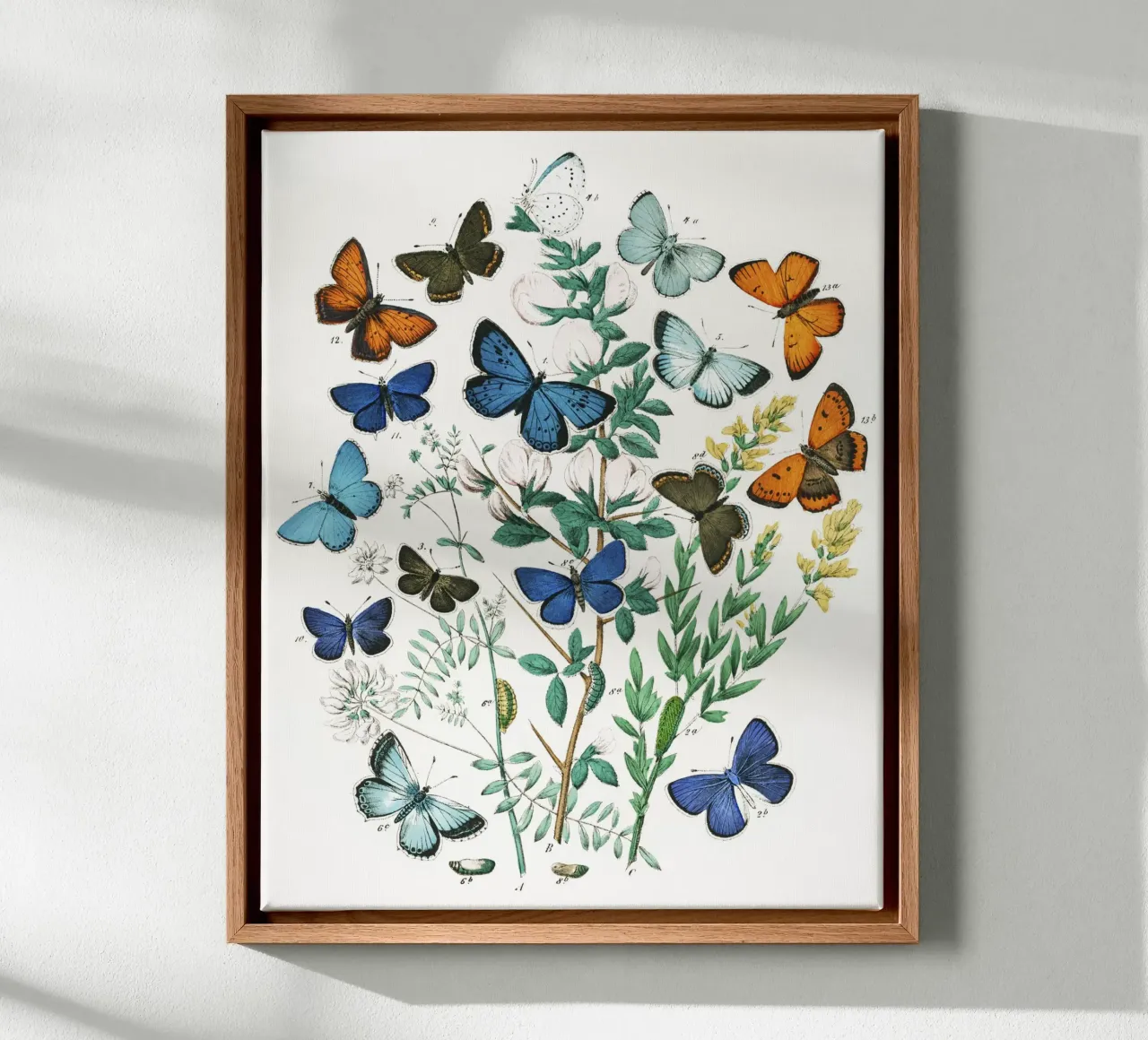 European Butterflies and Moths by William Forsell Kirby canvas by Venus Art