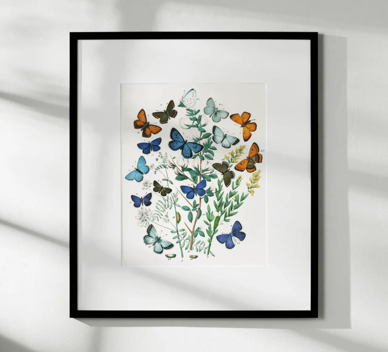 European Butterflies and Moths by William Forsell Kirby hahnemühle by Venus Art