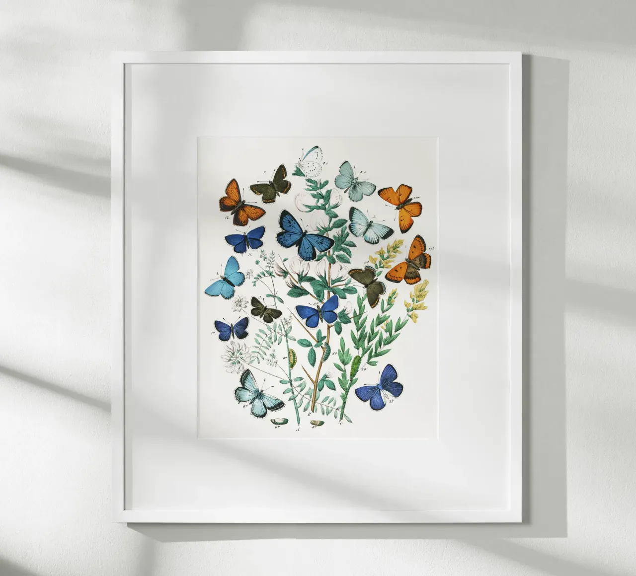 European Butterflies and Moths by William Forsell Kirby hahnemühle by Venus Art