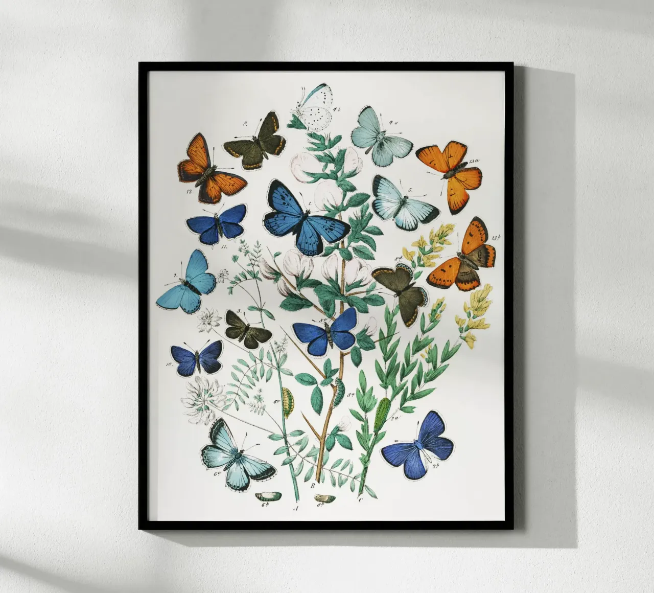European Butterflies and Moths by William Forsell Kirby hahnemühle by Venus Art