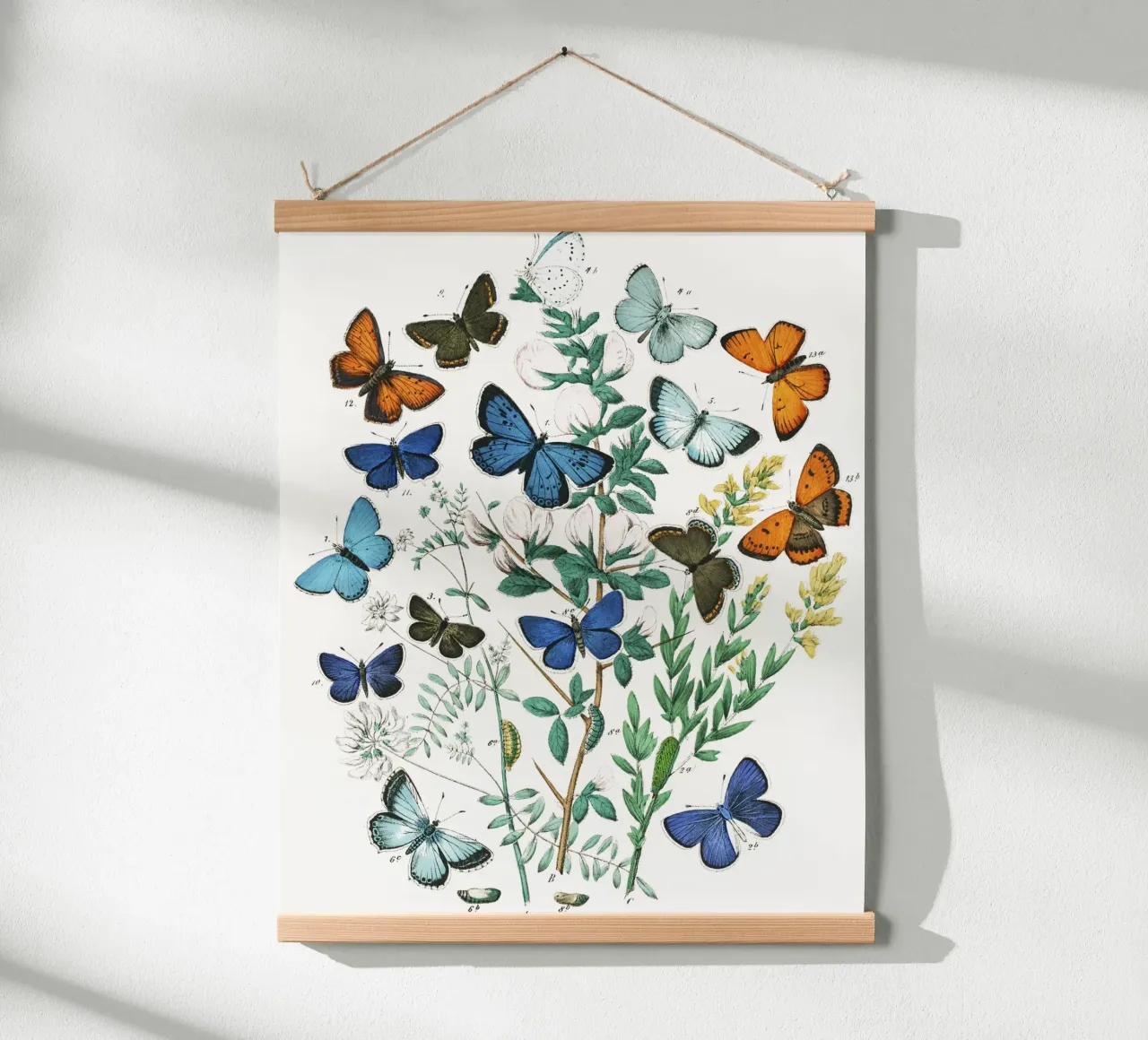 European Butterflies and Moths by William Forsell Kirby hahnemühle by Venus Art