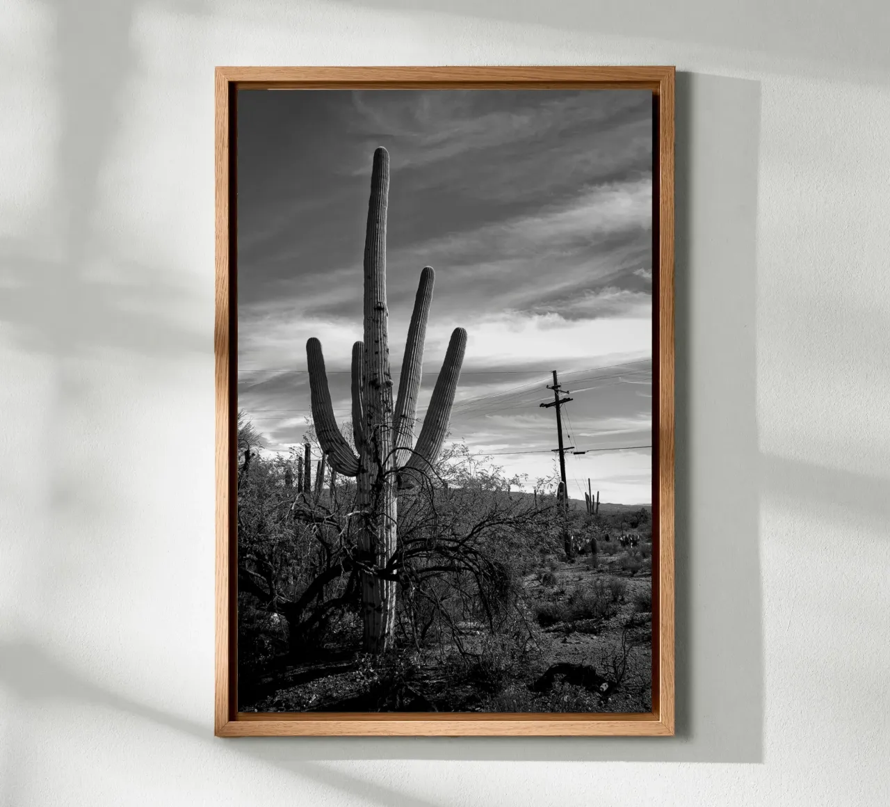 Saguaro cactus in the desert - black and white photography canvas with Floater frame by Finch & Frames