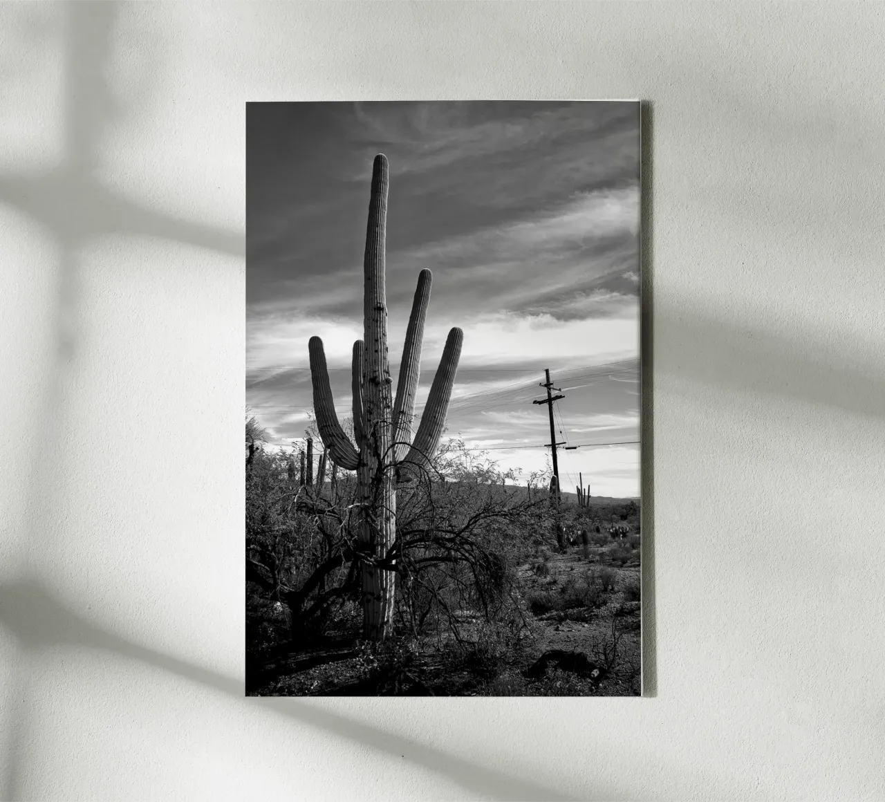 Saguaro cactus in the desert - black and white photography canvas with Floater frame by Finch & Frames