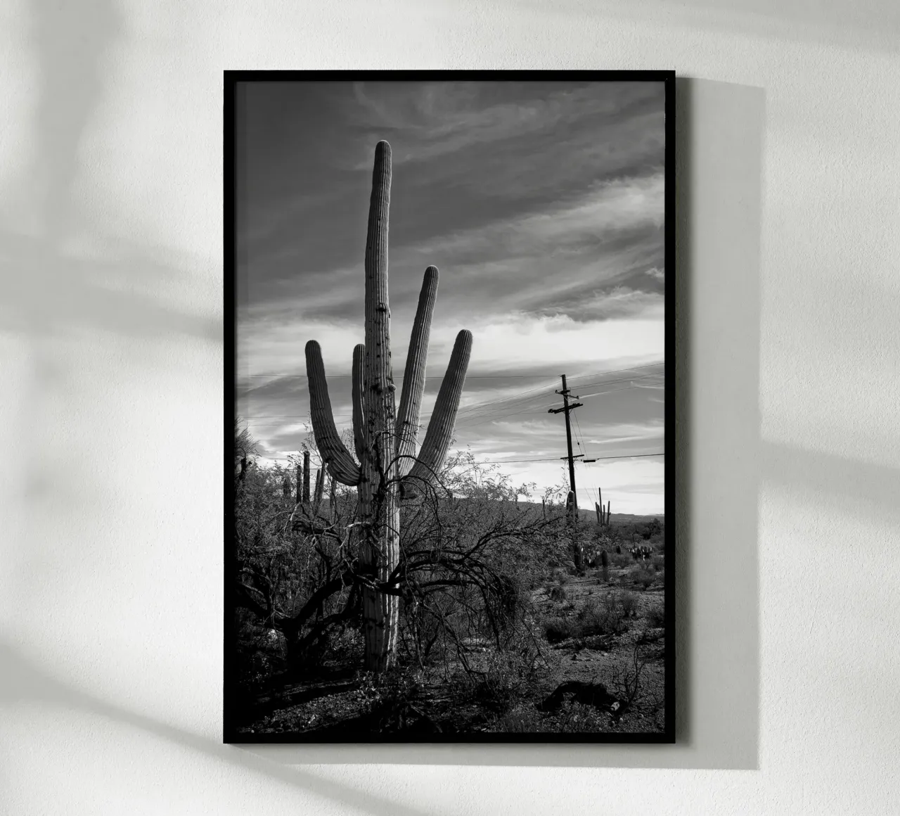 Cactus saguaro dans le désert - Photographie en noir et blanc poster de Finch & Frames