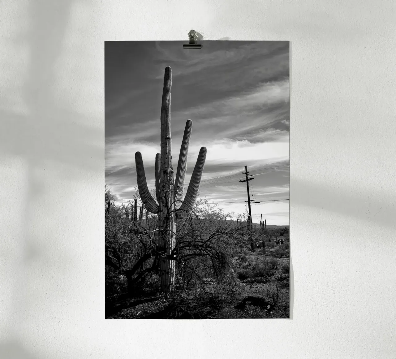 Cactus saguaro dans le désert - Photographie en noir et blanc poster de Finch & Frames