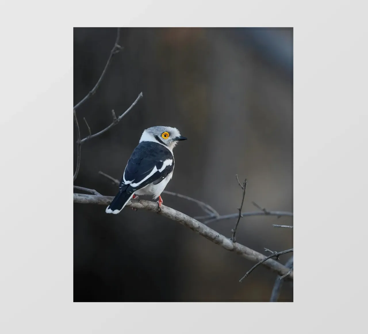 Averla bianca pellicola backlit da Tom's Wildlife