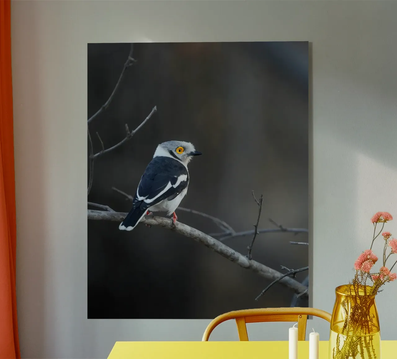 Averla bianca plexiglass da Tom's Wildlife