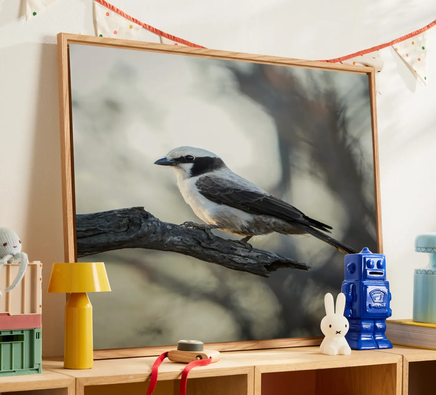 white-crowned shrike acrylic glass by Tom's Wildlife